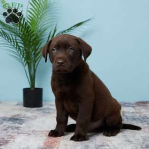 Jackson, Chocolate Labrador Retriever Puppy